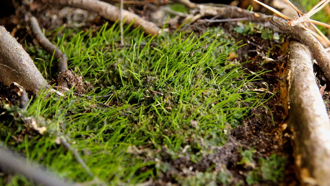 Hornwort growing in the wild