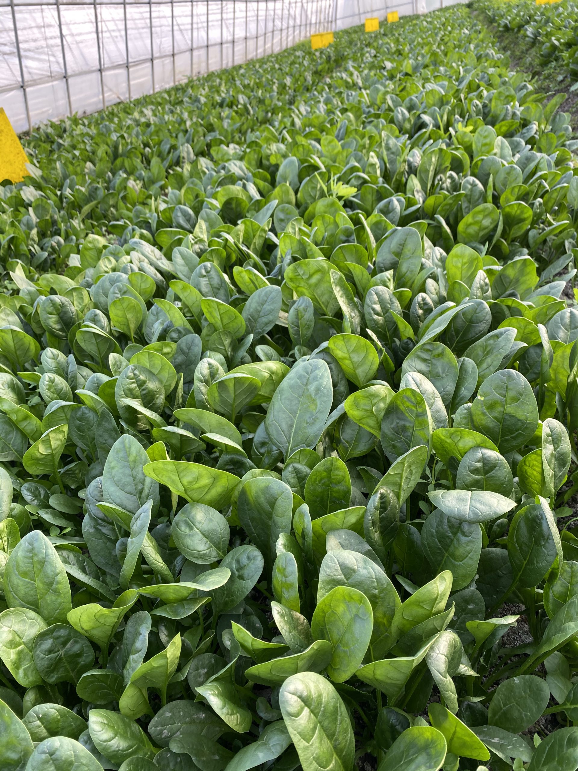 A closeup of some leafy spinach plants in a greenhouse, with rows of the plants going far back into the distance. There are small yellow flags at regular intervals along the left edge.