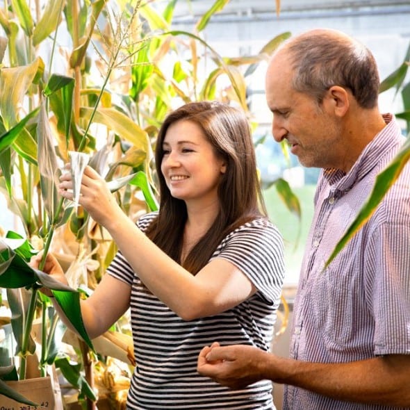 Coralie Salesse-Smith and David Stern are smiling in a greenhouse full of corn plants. Salesse-Smith is reaching out and touching a plant with both hands while Stern watches.