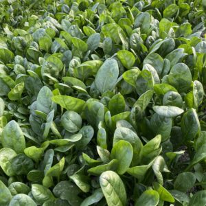 A closeup of leafy spinach plants in a greenhouse.