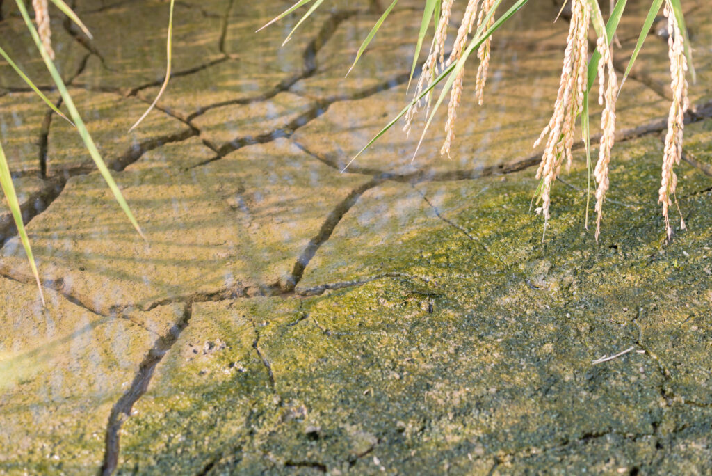 Dirt with moss that has cracked from dryness