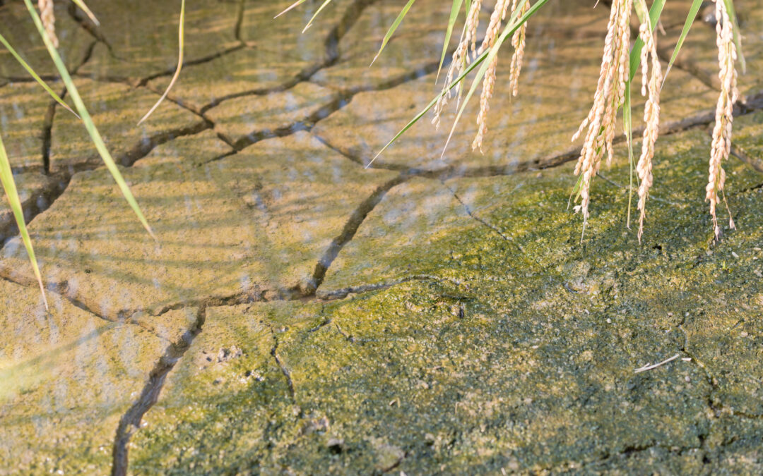 Climate Change Threatens Global Food Supply: Scientists Call for Urgent Action