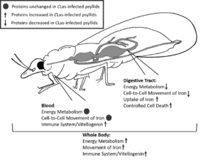 A comparison of the effects of CLas on proteins in various psyllid tissues. Controlled cell death (also called programmed cell death) occurs when cells deliberately die, often in response to infection or damage.