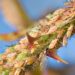 Close-up of insects feeding on a plant stem, highlighting pest activity and potential impact on crops.