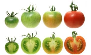 Tomatoes in various stages of ripeness