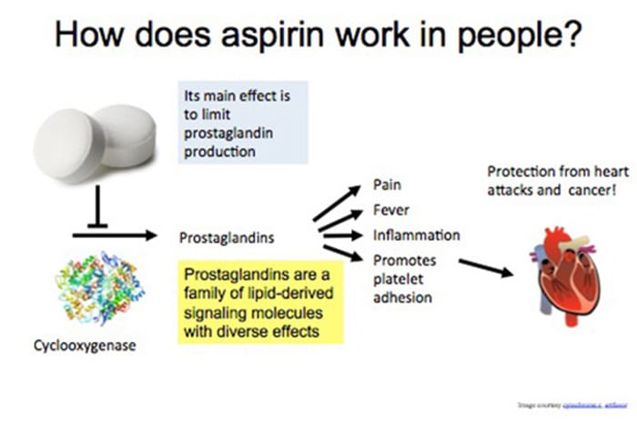 How does aspirin work in people?