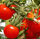 Collaboration to Identify New Sources of Disease Resistance in Tomato