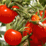 Wild Tomato Sequenced