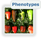 sol genomics phenotypes