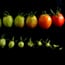 Genomics Study of 360 Tomato Varieties Traces History, Points to Possible Improvements