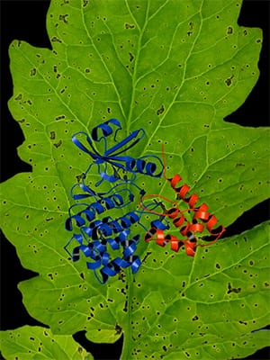At the Frontline of a Plant-Pathogen Molecular Arms Race