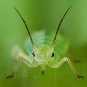 Aphid from Cilia