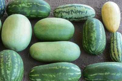 Scientists Find Clues into More Disease-Resistant Watermelons, Genome Decoded