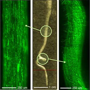 A Twisted Tale: Plant Roots Form Helices as They Encounter Barriers