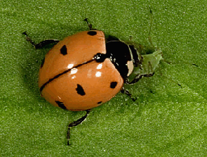 Fearless Aphids Ignore Warnings, Get Eaten by Ladybugs