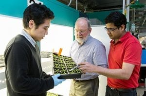 Klessig and Team analyze Arabidopsis plants