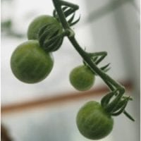 Fruits of Currant Tomato