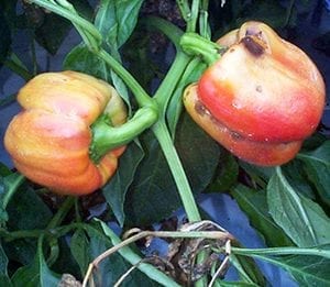 Bell Pepper Plants Infected with Virus