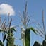 BTI Receives Grant to Support Development of Cold-Tolerant Corn