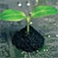 “Hackathon” Breeds Momentum for Plant Breeding Software