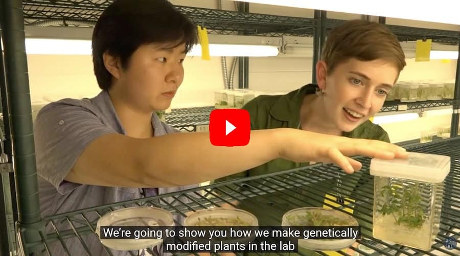 Science in Real Life: GMOs!