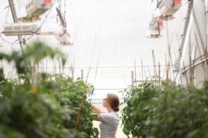 BTI summer intern in the greenhouse