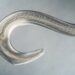 Nematode worm under the microscope 100x