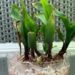 Green maize seedlings sprouting in a clear glass container inside a laboratory setting.