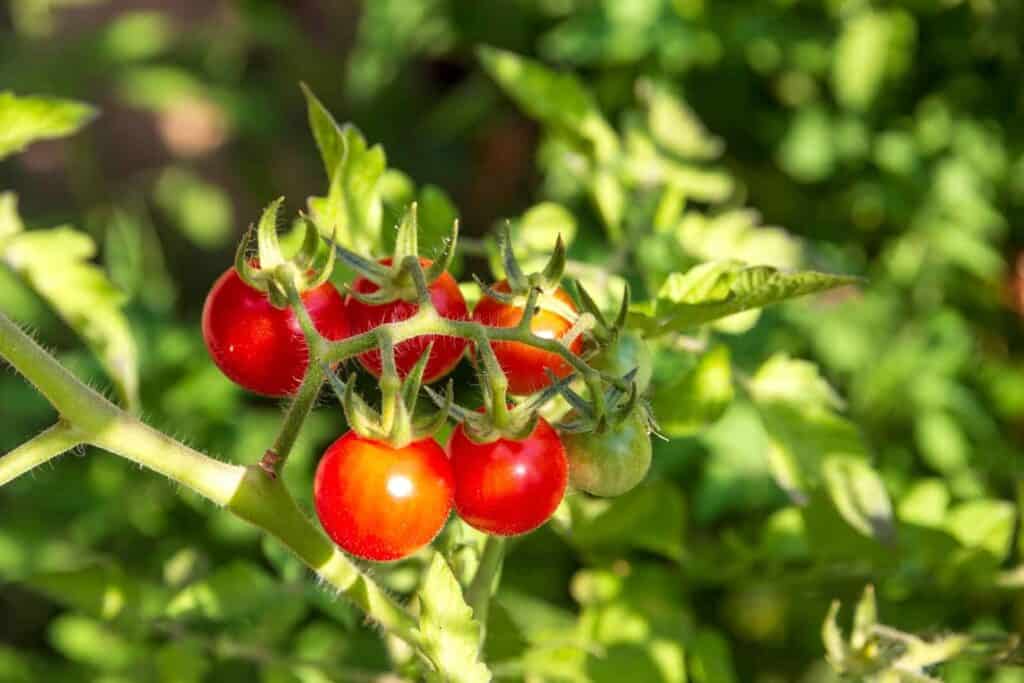 Ripe red cherry tomatoes growing on a sunlit garden vine at Boyce Thompson Institute, showcasing advanced plant research and sustainable agriculture techniques.