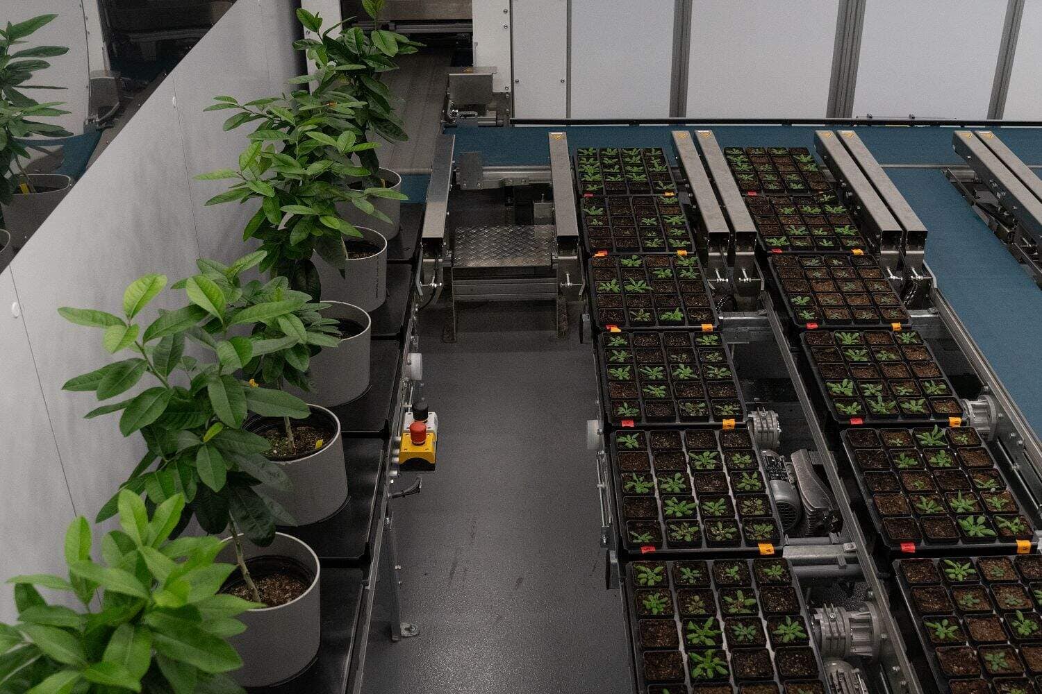 PhenoSight - Phenotyping Facility