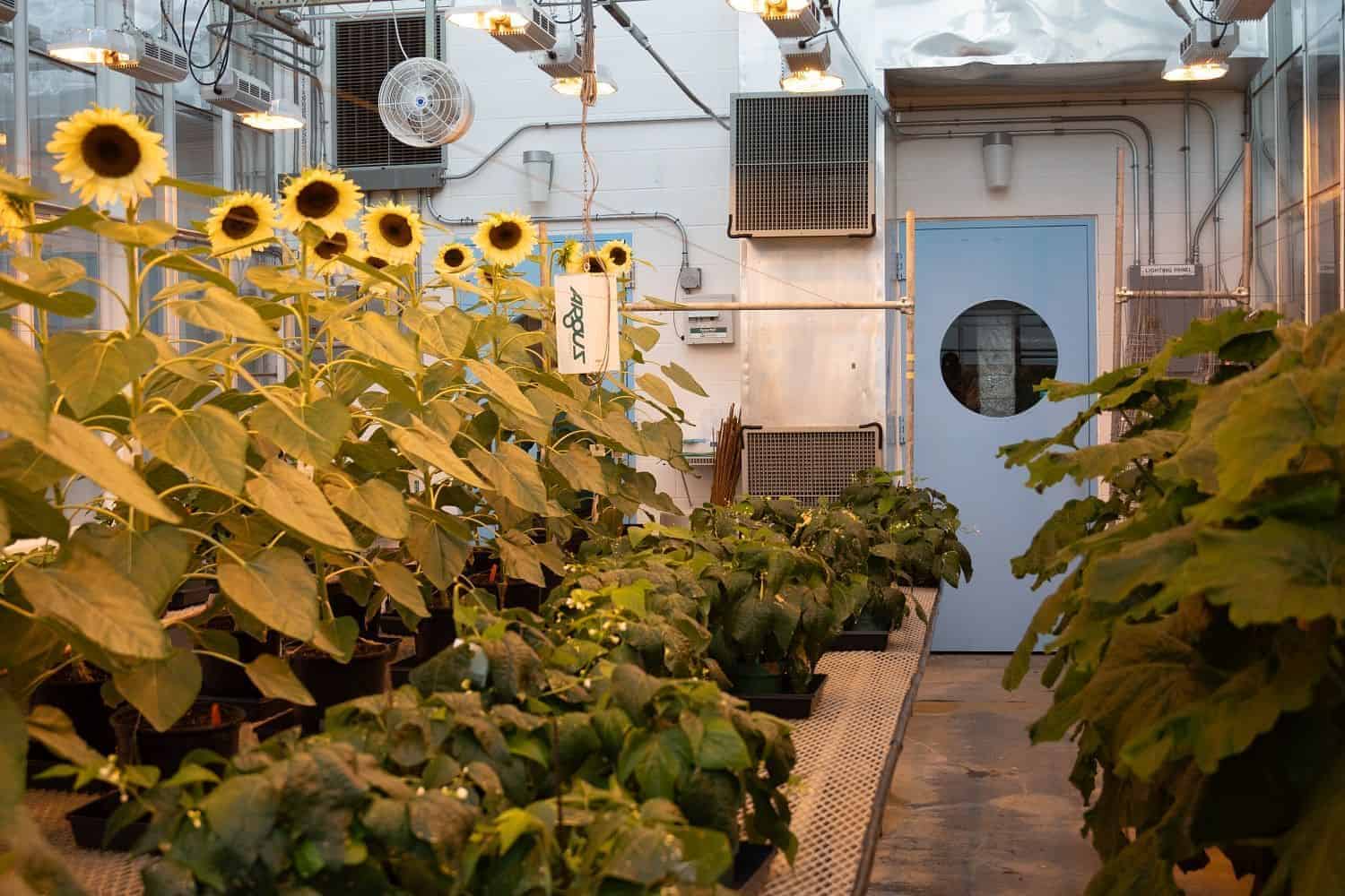Plant Growth Facility