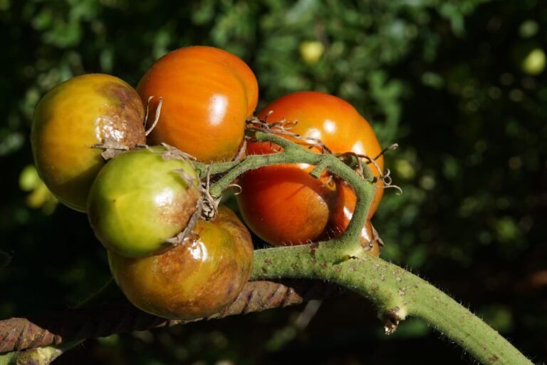 Switch On, Switch Off: The Dynamic Defense of a Deadly Plant Disease