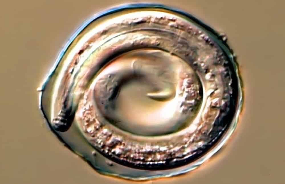 BTI Researchers Discover Compound that Speeds Sexual Development and Decline