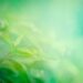 Vibrant green plant leaves with a blurred natural background, emphasizing plant growth and scientific research at Boyce Thompson Institute for plant science and agriculture advancements.