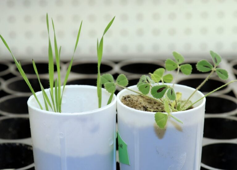 Plant Gene Discovery Could Help Reduce Fertilizer Pollution in Waterways