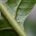 Close-up of a green plant stem and leaf with tiny hairs and a water droplet, emphasizing plant biology, plant science research, and botanical studies at Boyce Thompson Institute.