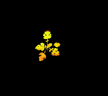 FvFm animation from PhenoSight