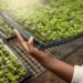Hands of a farmer holding a tray of plants