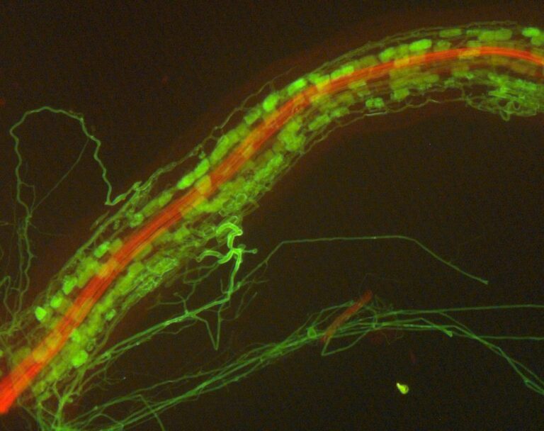 The Underground Network: Decoding the Dynamics of Plant-Fungal Symbiosis