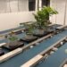 Lush potted plants on an automated conveyor system at Boyce Thompson Institute for plant research and agricultural innovation.