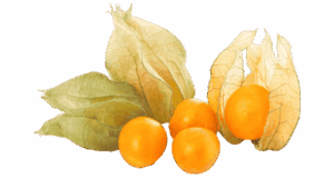 Physalis peruviana, also known as Cape Gooseberry, with bright orange fruit and papery husks, displayed on a white background.