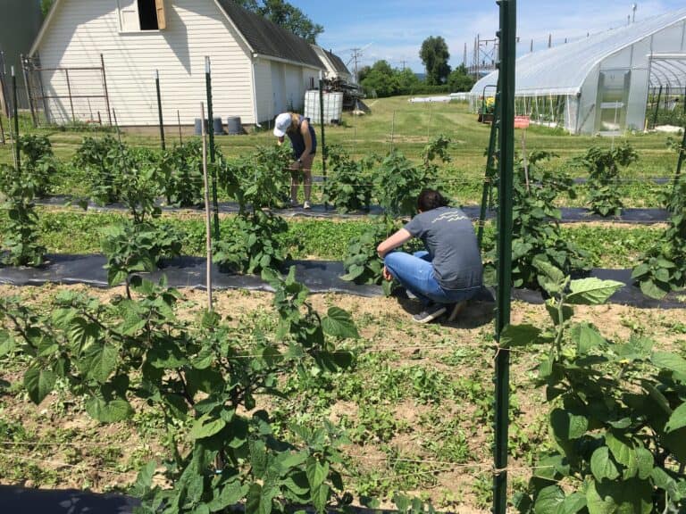 Young researchers inspecting bean plants at Boyce Thompson Institute's agricultural research farm, demonstrating innovative plant science studies and sustainable crop cultivation.