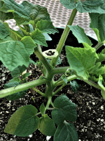 Vibrant young plant with large green leaves and a developing flower, cultivated in rich soil at Boyce Thompson Institute, highlighting plant research and agricultural innovation.