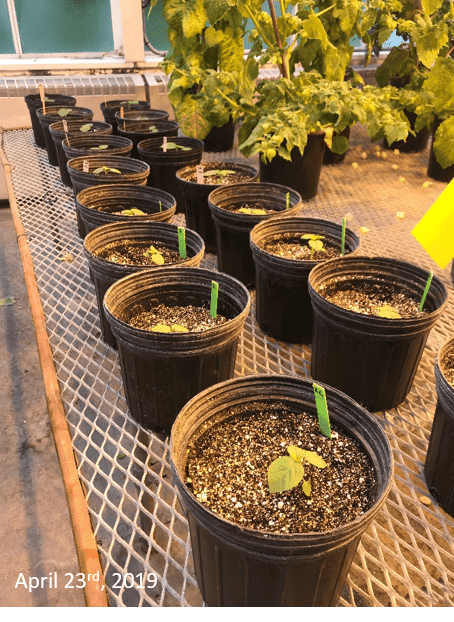 Healthy young plants growing in black pots at Boyce Thompson Institute, illustrating sustainable plant research and greenhouse cultivation techniques.