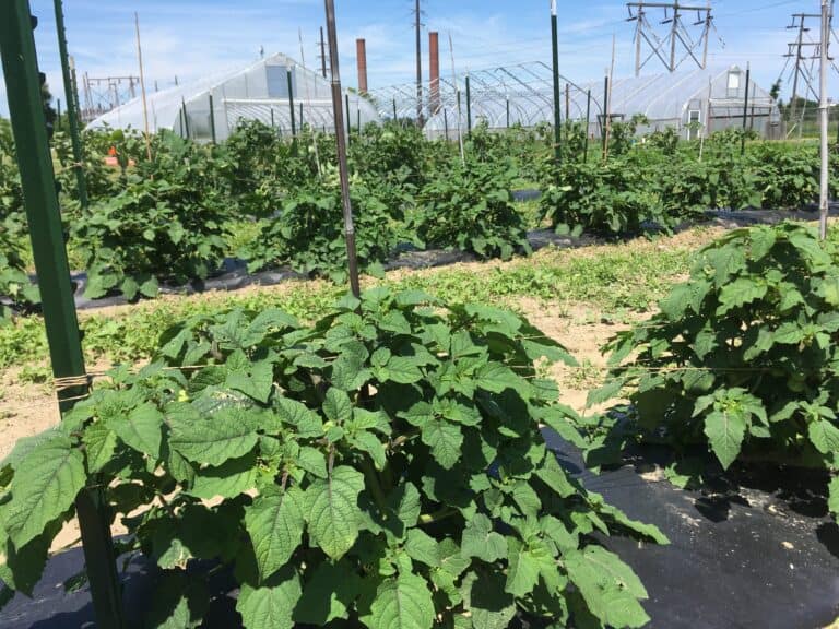 Growing tomatoes in a controlled agricultural environment at Boyce Thompson Institute, showcasing advanced greenhouse cultivation and research in plant science and crop improvement.