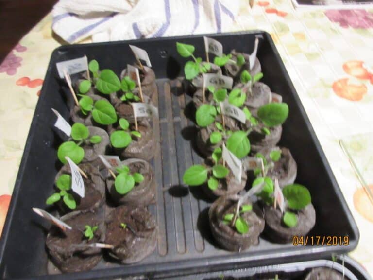 Seedling trays with young plants from Boyce Thompson Institute for plant research and genetics.
