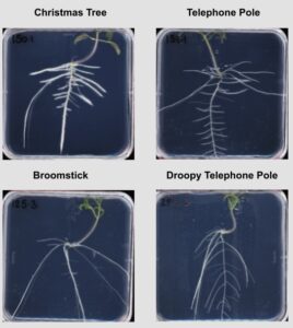 RSA ideotypes in pimpinellifolium 2