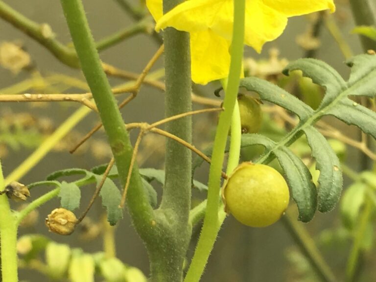 Wild tomato genome will benefit domesticated cousins