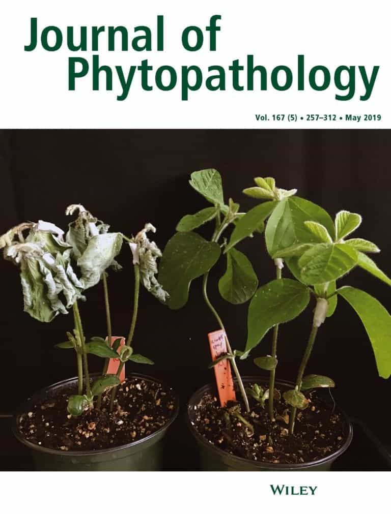 The cover of the May 2019 issue of Journal of Phytopathology shows that soybean plants treated with ascr#18 (right) were healthier and had higher survival rates compared with untreated seeds (left) when infected with Phytophthora sojae. Photo credit: Aardra Kachroo, University of Kentucky