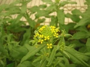 Wormseed wallflower (Erysimum cheiranthoides) in a growth chamber at the Boyce Thompson Institute.